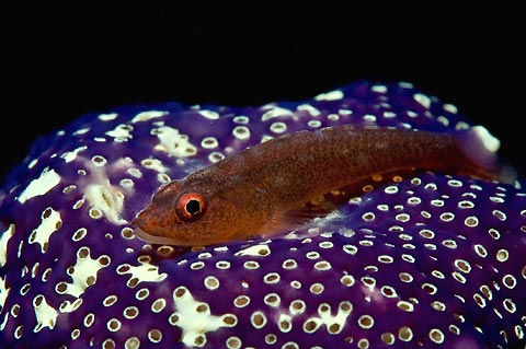 Goby