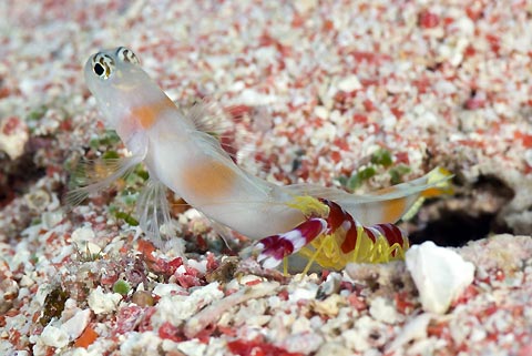 Goby and Shrimp