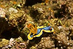 Nudibranch Posing 