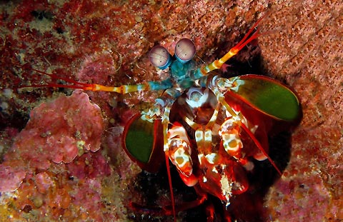 Mantis Shrimp