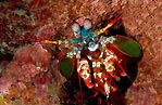 Mantis Shrimp