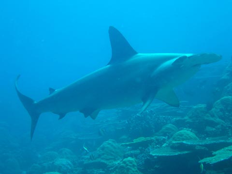 Scalloped Hammerhead Shark