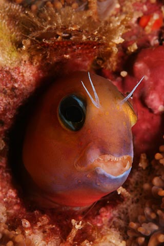 Isabelle Dechamps with Scary Blenny - Racha Yai, Phuket, Thailand