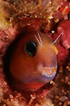 Scary Blenny