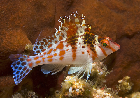 Dwarf Hawkfish