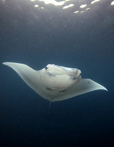 Feeding Manta Ray