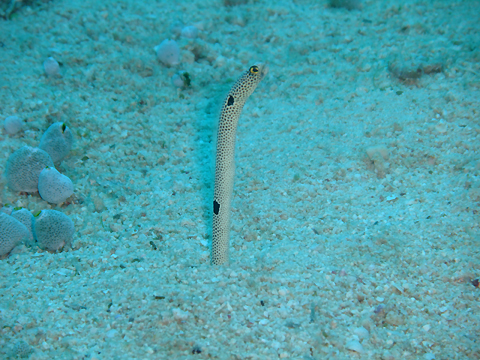 Spotted Garden Eel