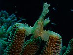 Leafy Scorpionfish