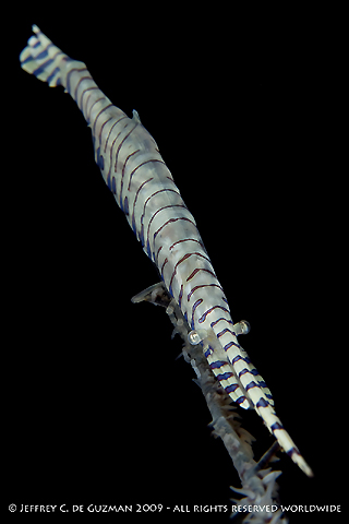 Saw Blade Shrimp