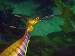 Weedy Seadragon