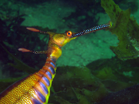 Weedy Seadragon