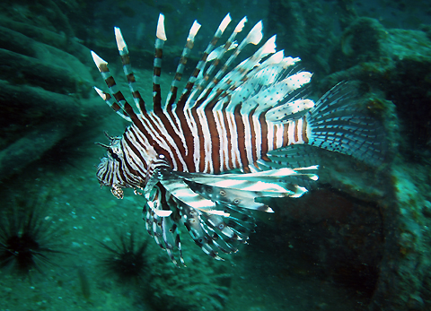 Bida Lionfish