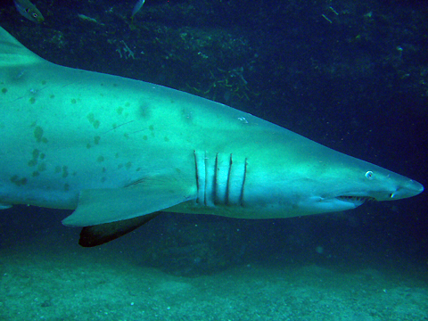 Grey Nurse Shark