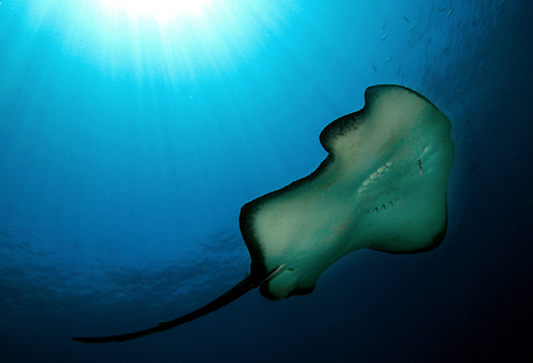 Bull Ray