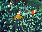 Clownfish