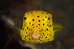 Yellow Boxfish