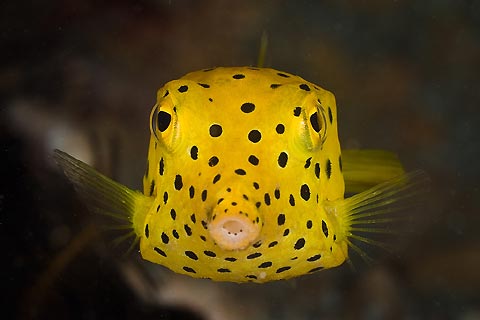 Yellow Boxfish