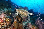 Hawksbill Turtle