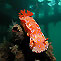 Giant Nudibranch