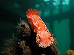 Giant Nudibranch