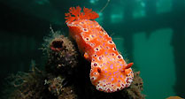 Giant Nudibranch