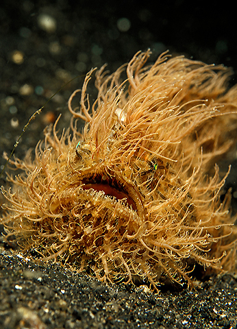 Hairy Frogfish