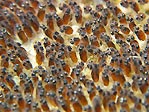 Anemonefish Eggs