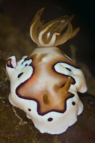 Chromodoris coi