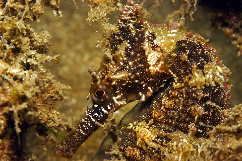 Seahorse