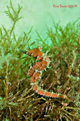 Seahorse