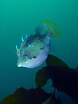 Male Cowfish