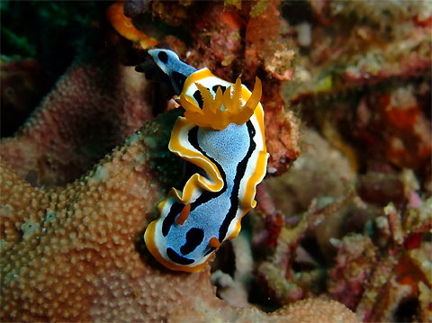 Chromodoris annae