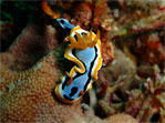 Chromodoris annae