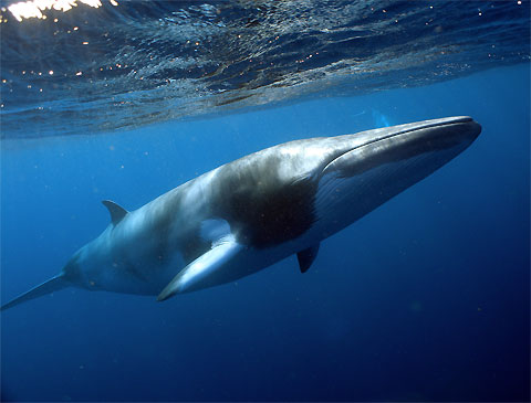 Balaenoptera