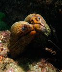 Moray eels