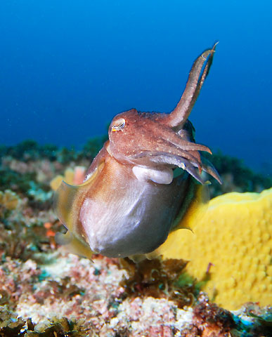 Cuttlefish