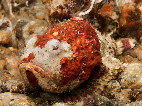 Stonefish