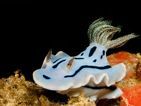 Chromodoris willani