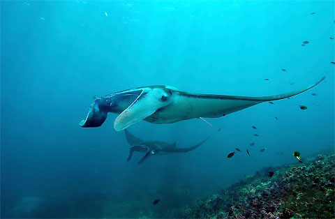 Giant Mantas