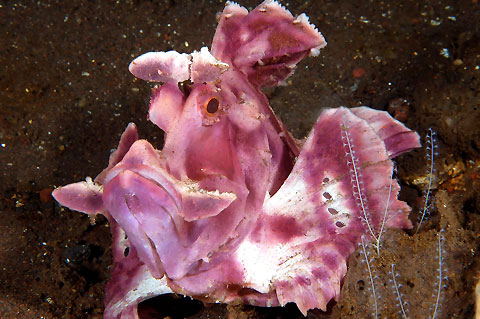 Paddleflap Scorpionfish