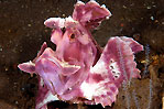 Paddleflap Scorpionfish