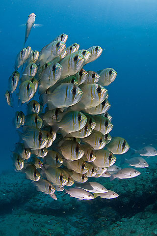 Threadfin Pearl Perch