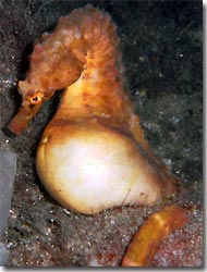 Seahorse, Bare Island, 
Sydney, Australia