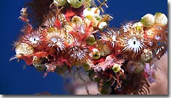 Anemones, Banda,Indonesia