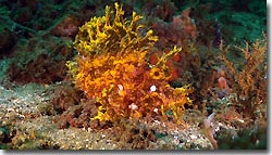 A lacey Scorpionfish,Indonesia