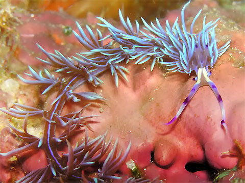 Spiky Nudi