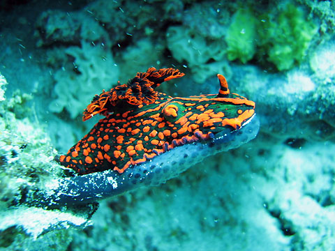 Nembrotha