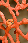 Denise Pygmy Seahorse