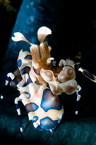 Harlequin Shrimp