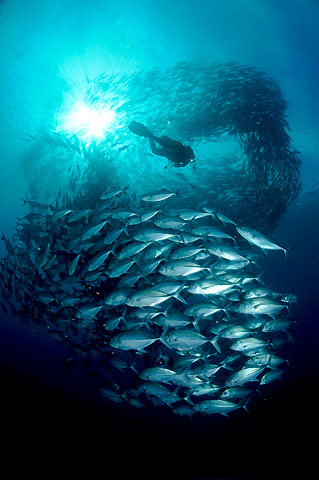 Diver and School of Jacks